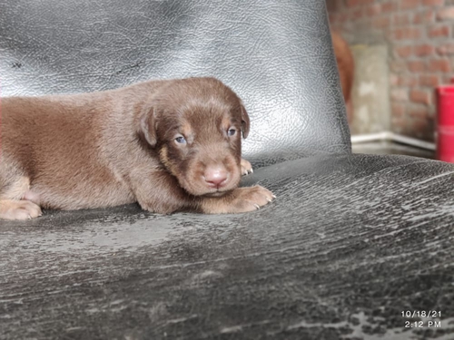 Doberman Puppy — photo 2