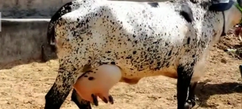 Jersey Cow — photo 3