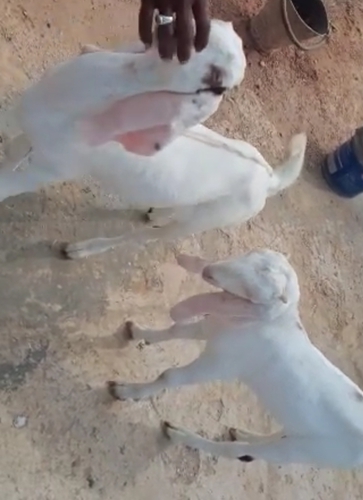 Haydrabadi Bakri — photo 2