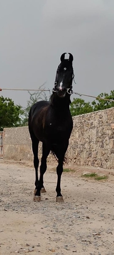 Stallion Horse — photo 2