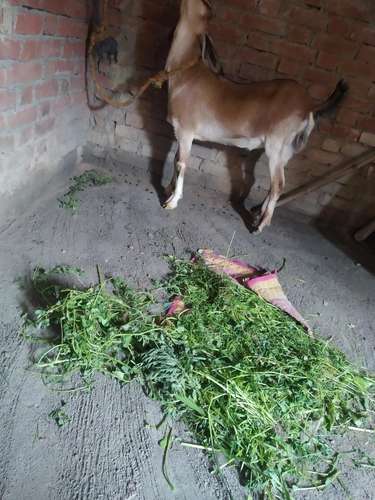 Desi Goat — photo 4