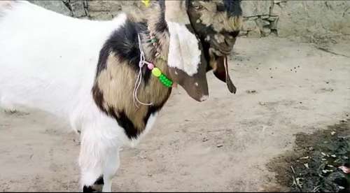 Totapari Goat — photo 3