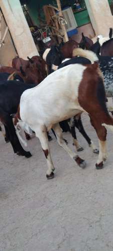 Goat — photo 5