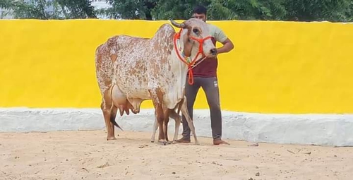 Gir Cow — photo 3