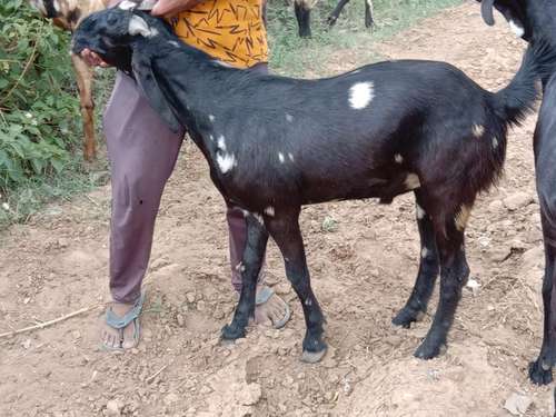 Kota Goat — photo 2