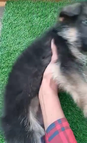 German shepherd — photo 2