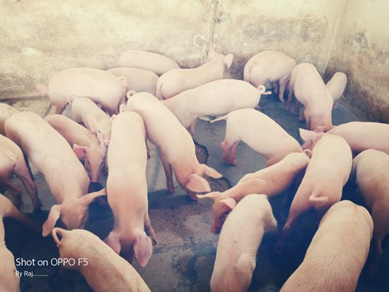 Piglet — photo 3