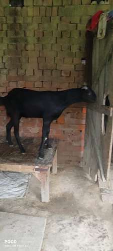Desi  Goat — photo 3