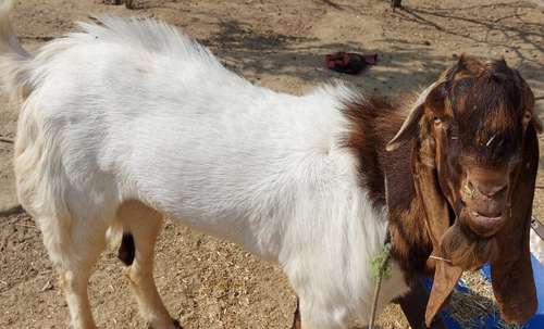 Totapari Bakra