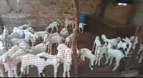 Sojat Goat — photo 2