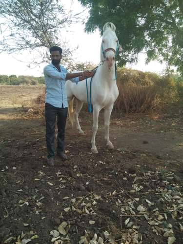 Punjabi and Marwadi Mix — photo 2