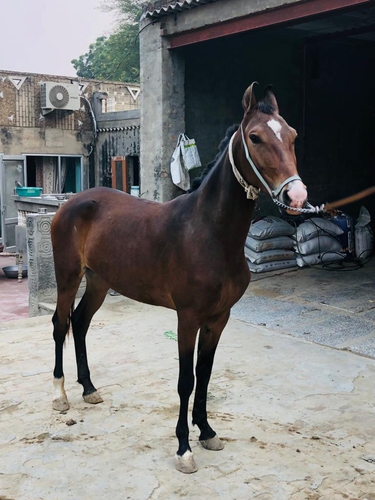 Marwari Horse — photo 2