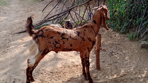 All breed Goats — photo 4