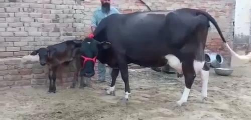 Cow — HF cow, Jaipur, Rajasthan