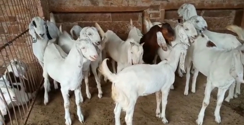 Sojat Goat — photo 2