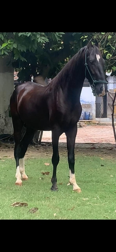 Horse — Marwari Horse, Kanpur, Indian
