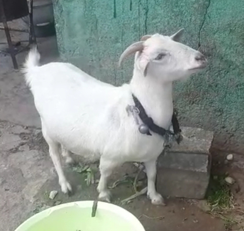 Beetal Goat — photo 2
