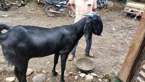 Osmanabadi Goat  — photo 5