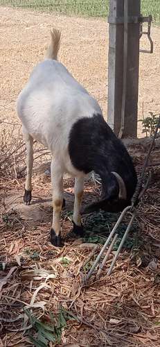 Desi goat — photo 2