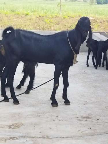 Beetal Goat
