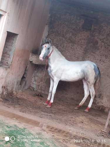 Sanjba horse — photo 2