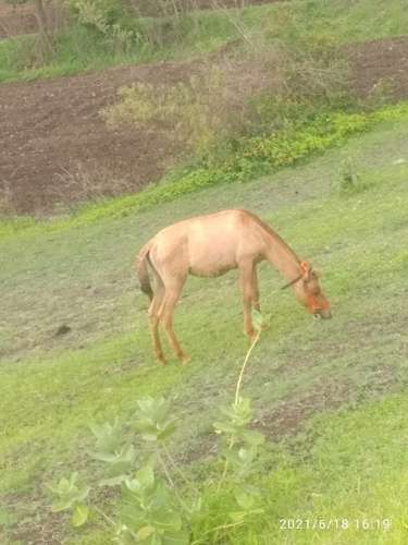 Horse — photo 3