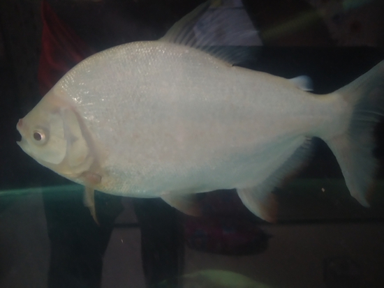 Fish — Albino Pacu and black pacu 9+ iches, Maharashtra, India