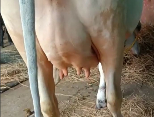 Cow — photo 3