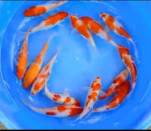 Kohaku koi carp — photo 2