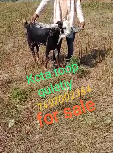 Kota Goat  — photo 5