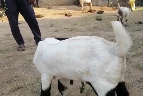 Totapuri Goat — photo 4