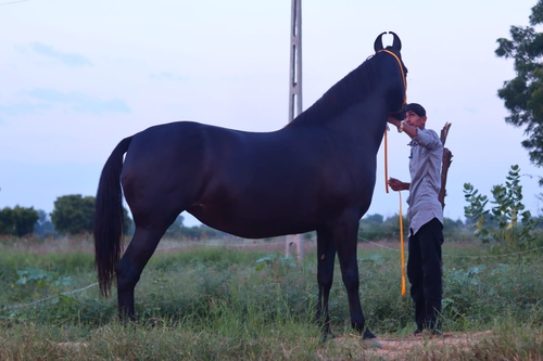Marwadi Female horse very beautiful — photo 4