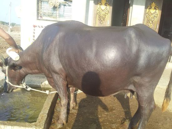 Pregnent Buffalo — photo 3