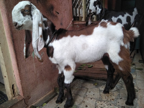 Totapuri Punch Face Goat
