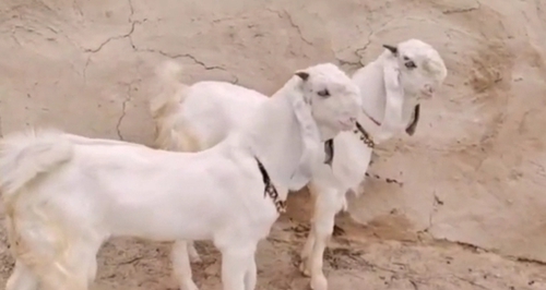 Totapuri Goat — photo 4