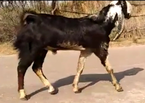 Kota Goat — photo 2