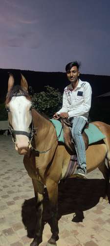 Marwadi Horse 🐎