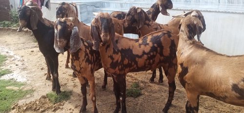 Sirohi goat — photo 2