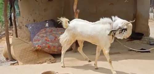 Goat — photo 2