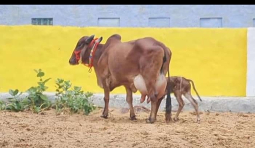 Cow — photo 3