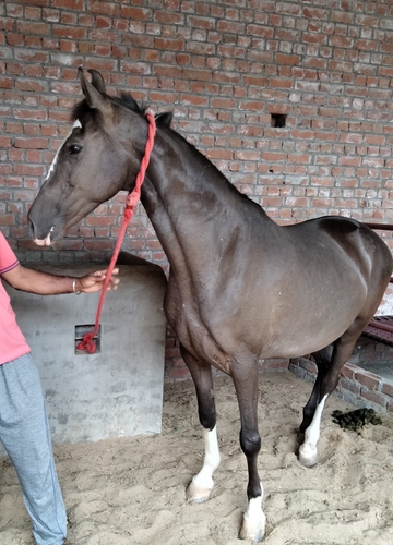 Kali Chambi Horse