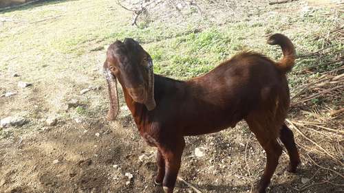 Ajmeri Goat