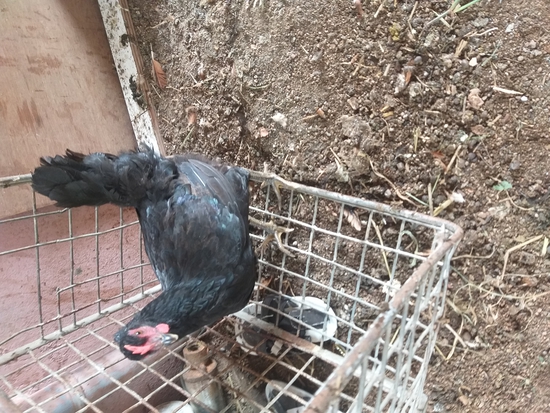 Hen — Hen, Hyderabad, India