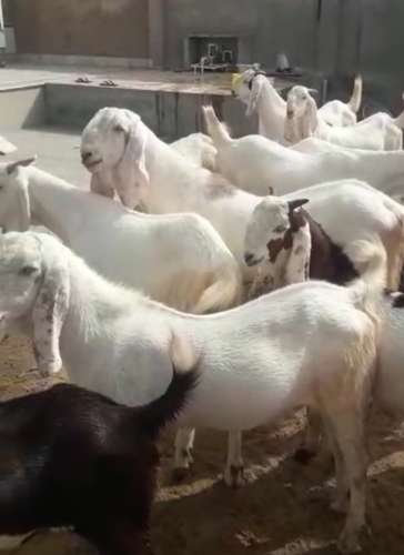 Sojat Goat — photo 3