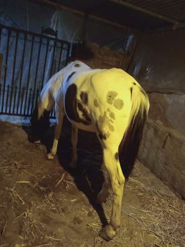 Marwadi Horse 🐎 — photo 2