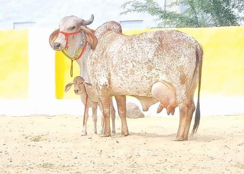 Cow — Jersey cow, Rajasthan, India