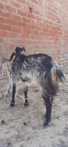 Desi goat female — photo 2