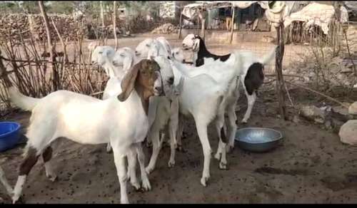 Sojat Goat — photo 3
