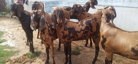 Sirohi Male kids  — photo 3