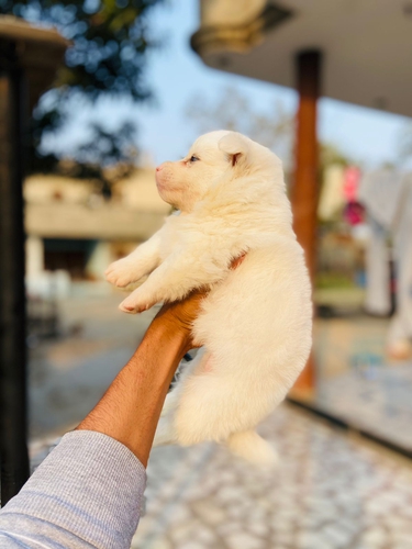 Pomeranian Puppy — photo 2